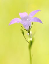 Wiesen-Glockenblume