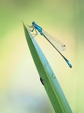 Pechlibelle mit Begleitung