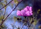 Cosmea - Blüten