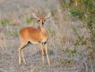 Antilope