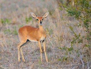 Antilope