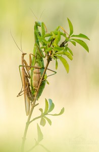 Mantis religiosa-Kopula