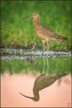 Brachvogel im Abendrot