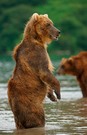 Kamtschatka-Braunbären