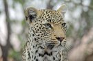 Leopard im Portrait