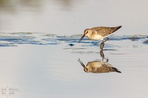 Sichelstrandläufer