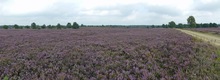 Blühende Heide soweit das Auge reicht.