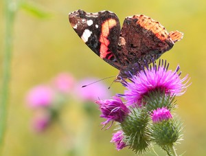 Die Unterseite des Admirals