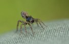 Die mutige Spinne   - Naturdoku