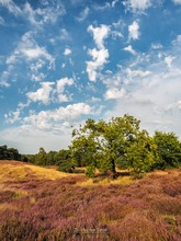 Spätsommer in der Heide