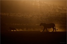 A Morning Walk