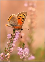 Lycaena phlaeas