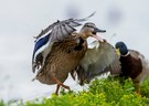 Glückliche Ente