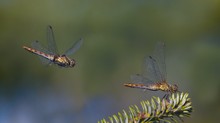 - Anflug und Landung -