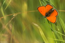 Ein orangener Bläuling?