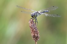 Sympetrum danae – Schwarze Heidelibelle - Männchen