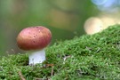 Kleiner Pilz und blaue Flare