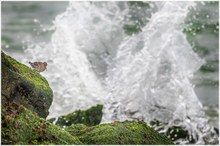 Meerstrandläufer im Habitat