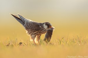 erfolgreiche Jagd des Rotfußfalken