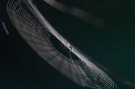 filigranes Geflecht ( Spinne im Netz )