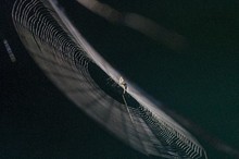 filigranes Geflecht ( Spinne im Netz )