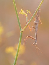 Mantis klassisch ganz zart