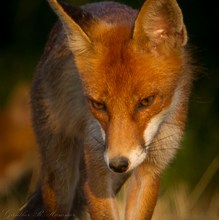 Rotfuchs in der Morgenröte