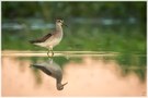 Der letzte Bruchwasserläufer