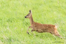 Sprung durchs hohe Gras