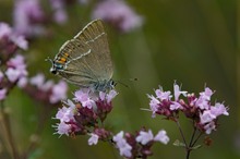 Kreuzdorn-Zipfelfalter   -  Dokufoto