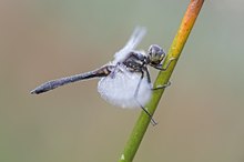 Schwarze Heidelibelle