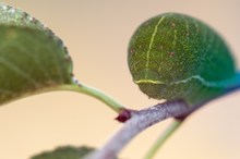 Blatt mit Damenbart