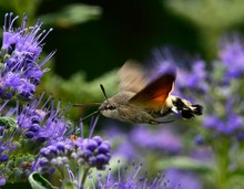 Taubenschwänzchen beim Blütenbesuch   -   Dokufoto