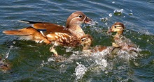 Splish - Splash Badetag bei den Mandarinenten