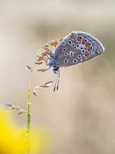 Hauhechel-Bläuling