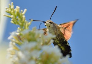 Taubenschwänzchen