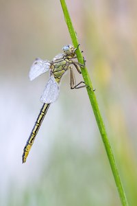 Westliche Keiljungfer