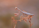 Mantis auf ihrem Ansitz