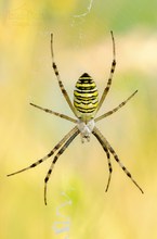 Argiope bruennichi