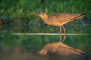 Großer, doppelter Brachvogel