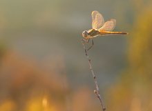 Sympetrum fonscolombii im abendlichen Gegenlicht