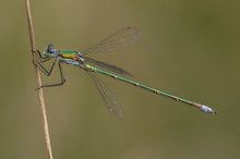 Kleine Binsenjungfer (klassisch)