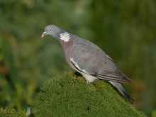 Ringeltaube (Columba palumbus)