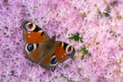 Pfauenauge auf rosa Blumenwiese