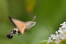 Taubenschwänzchen