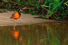 Rotstirn-Blatthühnchen (Jacana jacana)