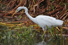 Silberreiher bei der Jagd