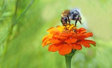 Kleine Ackerhummel