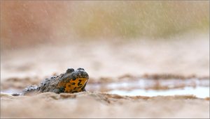 "Endlich Regen"