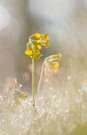 Schlüsselblume im Morgenlicht